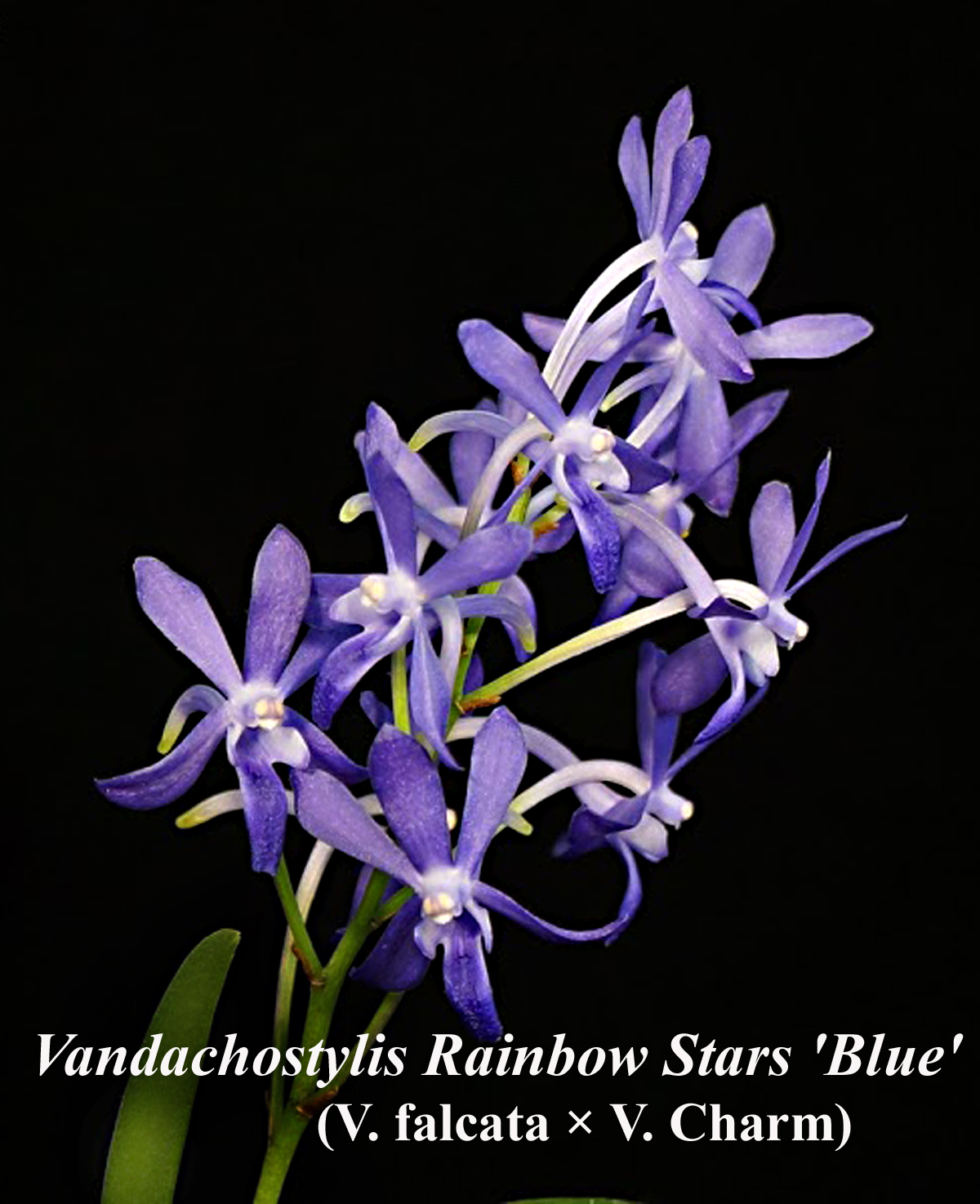 Vandachostylis Rainbow Stars 'Blue'.